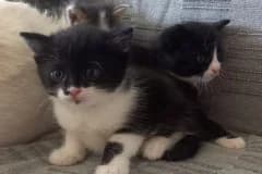 Trisha,  Mixed Breed for adoption at Pozor Kočka! Z.s. — photo 4 of 4