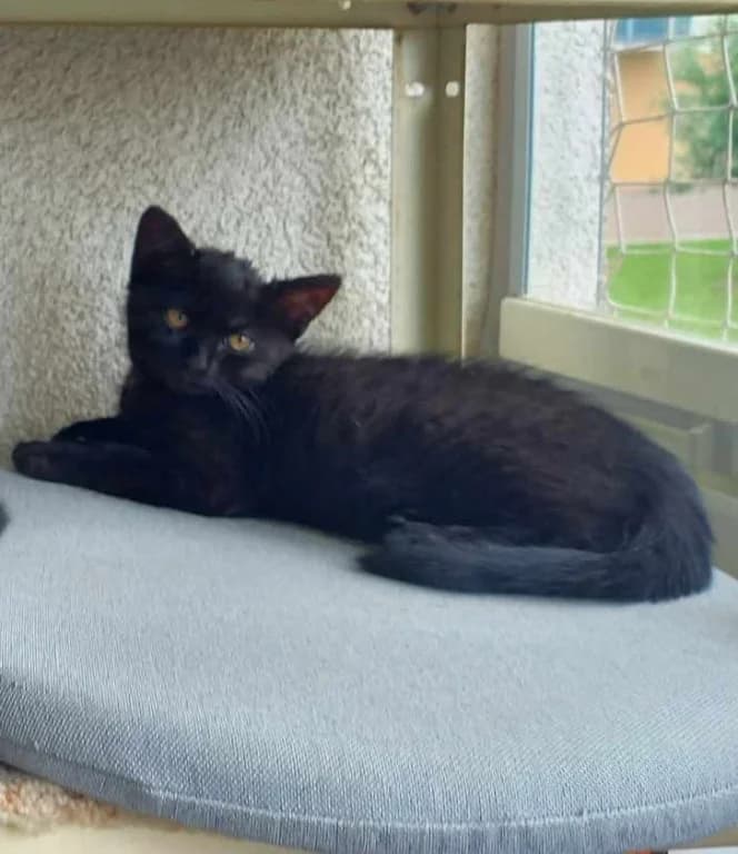 Tena,  Mixed Breed for adoption at Pozor Kočka! Z.s.