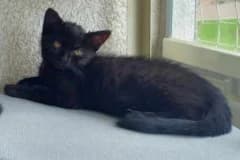 Tena,  Mixed Breed for adoption at Pozor Kočka! Z.s. — photo 2 of 4