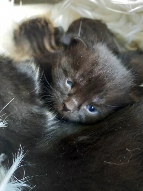 Tena,  Mixed Breed for adoption at Pozor Kočka! Z.s. — photo 3 of 4