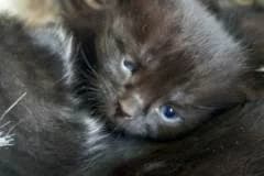 Tena,  Mixed Breed for adoption at Pozor Kočka! Z.s. — photo 4 of 4