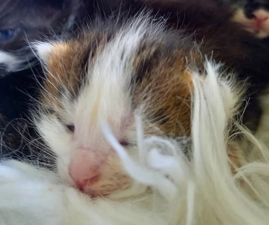 Talia,  Mixed Breed for adoption at Pozor Kočka! Z.s.