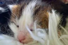 Talia,  Mixed Breed for adoption at Pozor Kočka! Z.s. — photo 2 of 3