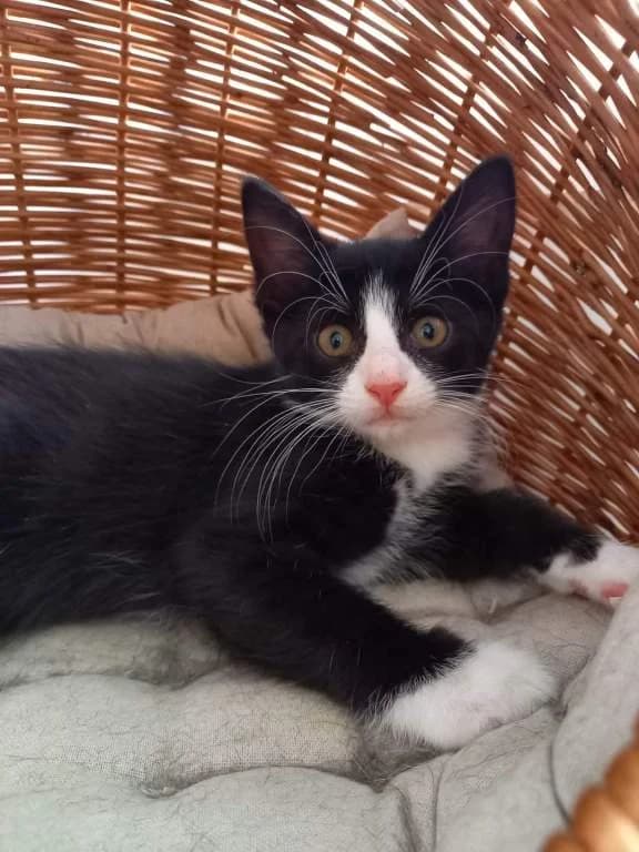 Ruda,  Mixed Breed for adoption at Pozor Kočka! Z.s.