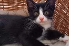 Ruda,  Mixed Breed for adoption at Pozor Kočka! Z.s. — photo 2 of 2