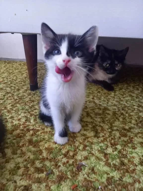 Půlčík,  Mixed Breed for adoption at Pozor Kočka! Z.s.