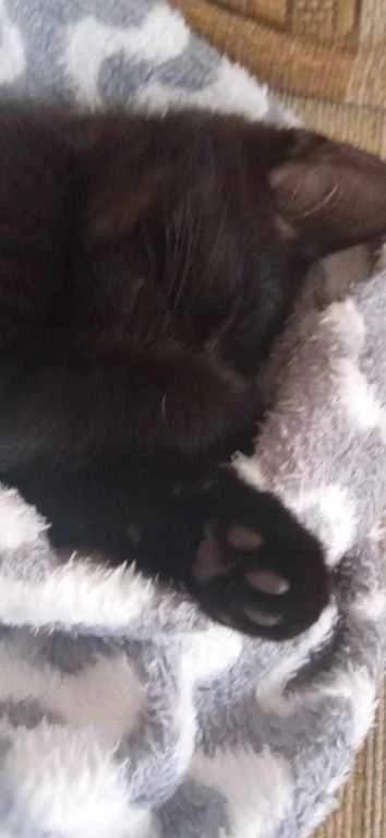 Honzíček,  Mixed Breed for adoption at Pozor Kočka! Z.s.