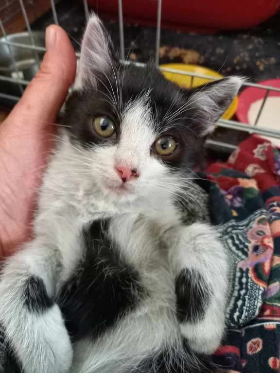 Selén,  Mixed Breed for adoption at Pozor Kočka! Z.s.