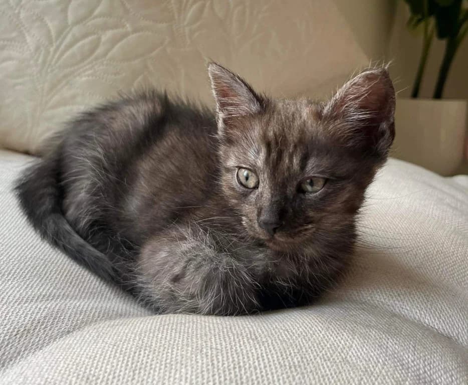 Frisco,  Mixed Breed for adoption at Pozor Kočka! Z.s.