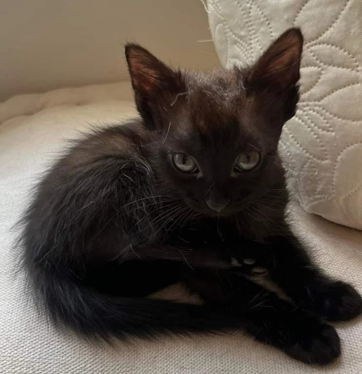 Bebe, male Mixed Breed for adoption at Pozor Kočka! Z.s.