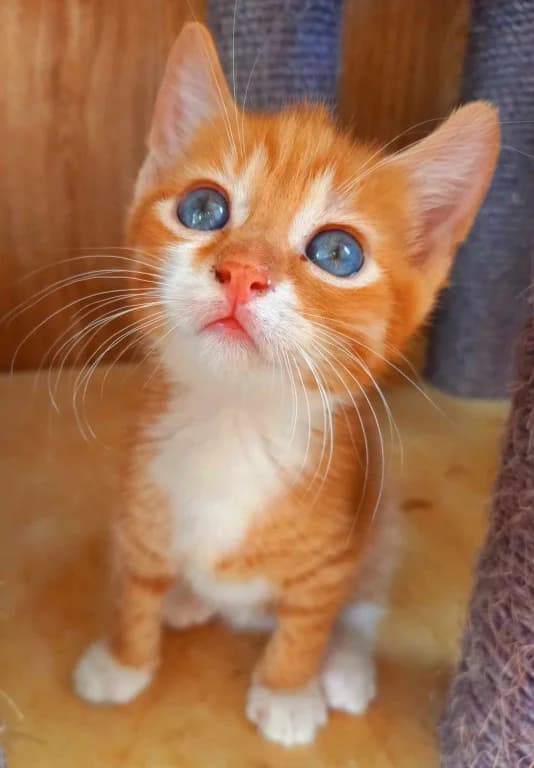 Fido,  Mixed Breed for adoption at Pozor Kočka! Z.s.