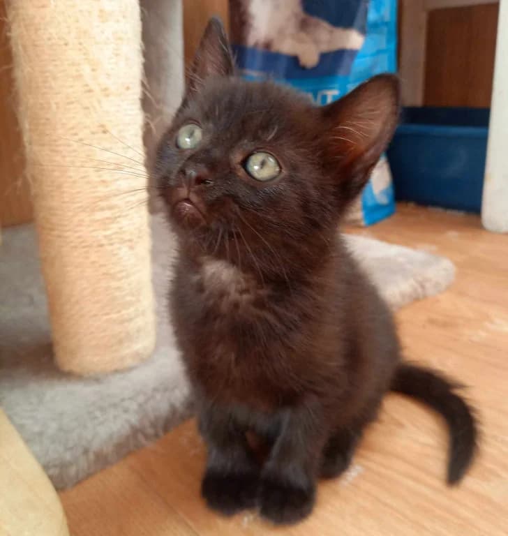 Fialka,  Mixed Breed for adoption at Pozor Kočka! Z.s.