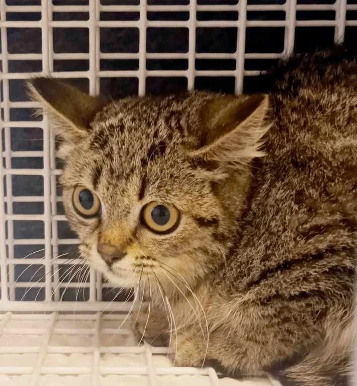 Pavlínka,  Mixed Breed for adoption at Pozor Kočka! Z.s.