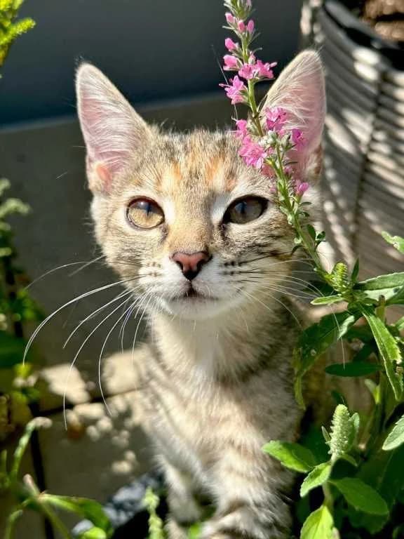 Eliška,  Mixed Breed for adoption at Pozor Kočka! Z.s.
