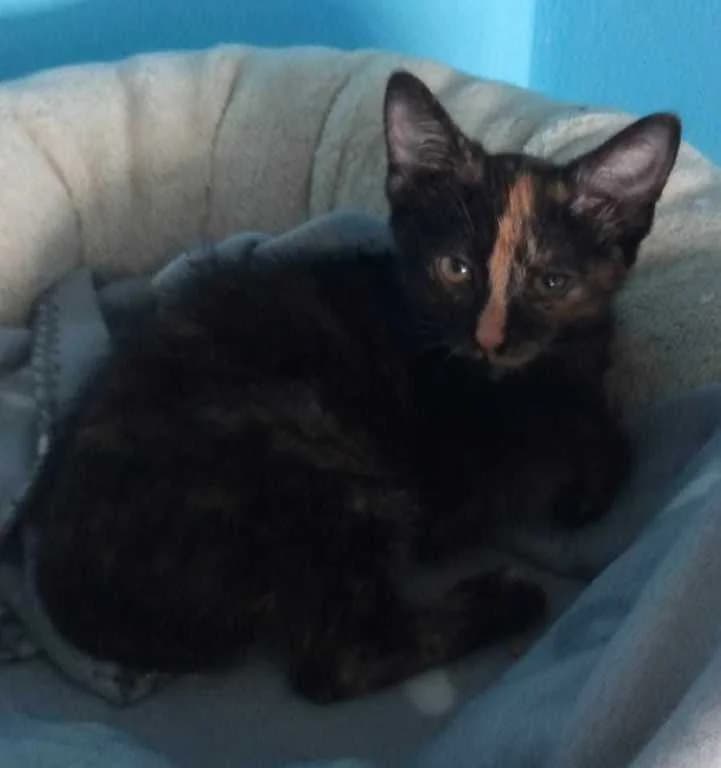 Timea,  Mixed Breed for adoption at Pozor Kočka! Z.s.