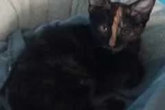 Timea,  Mixed Breed for adoption at Pozor Kočka! Z.s. — photo 2 of 2