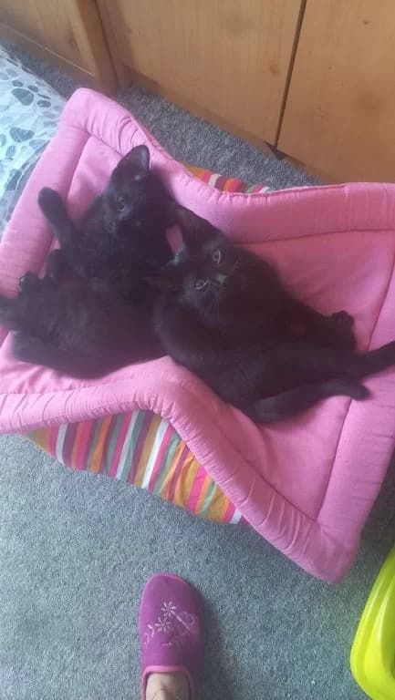 Tobias,  Mixed Breed for adoption at Pozor Kočka! Z.s.