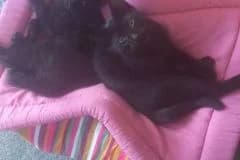 Tobias,  Mixed Breed for adoption at Pozor Kočka! Z.s. — photo 2 of 2