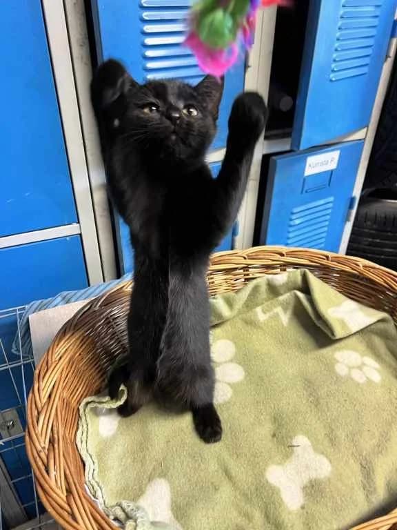 Uhlinka,  Mixed Breed for adoption at Pozor Kočka! Z.s.