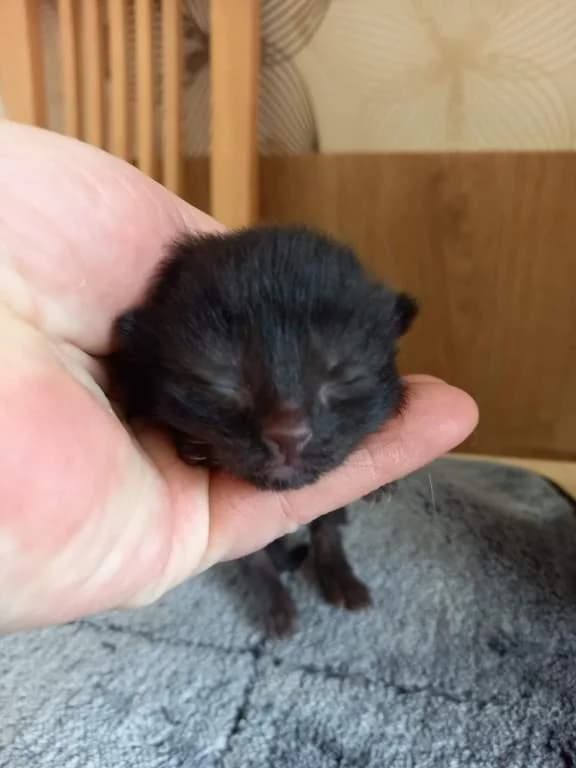 Vlastička, female young Mixed Breed for adoption at Pozor Kočka!