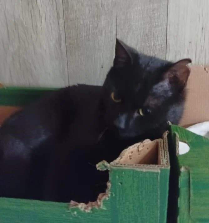 Morganka, female Mixed Breed for adoption at Pozor Kočka!