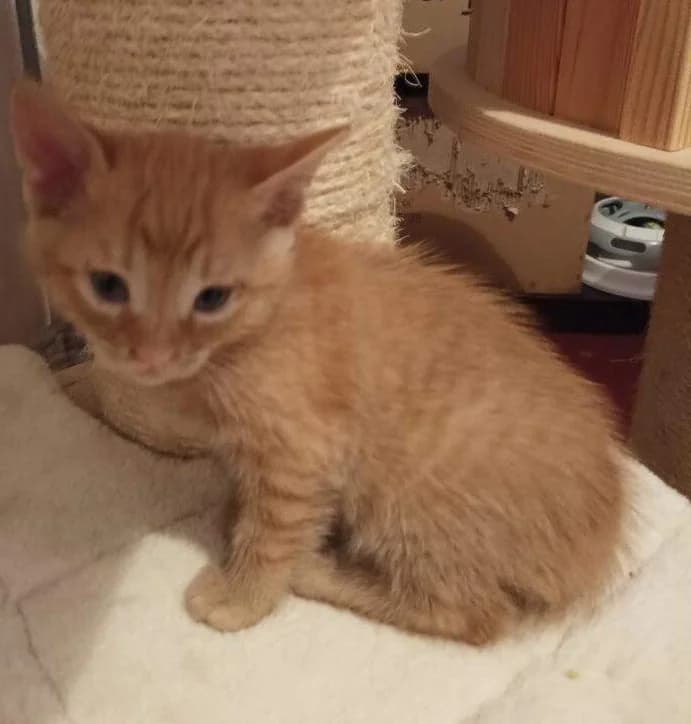 Arnošt, male young Mixed Breed for adoption at Pozor Kočka!
