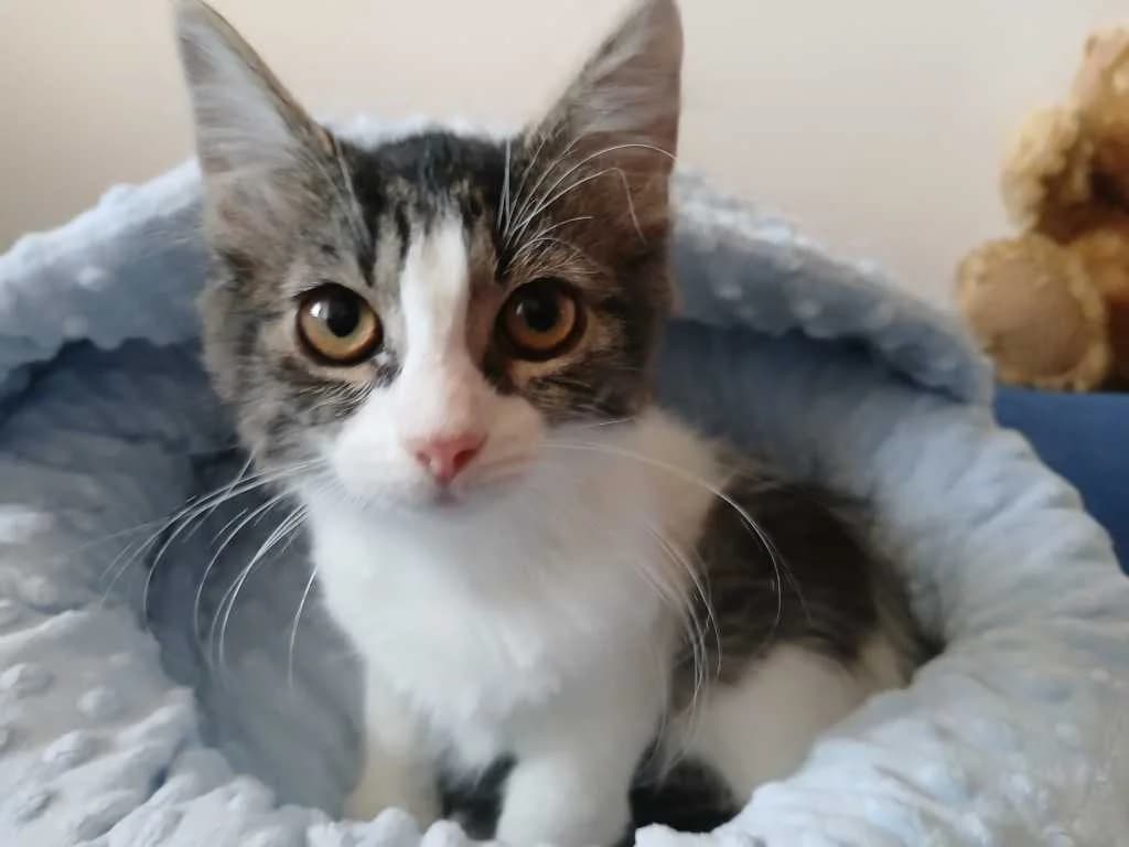 Elinka, female young Mixed Breed for adoption at Pozor Kočka!
