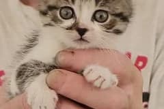 Beruška, female Mixed Breed for adoption at Pozor Kočka!