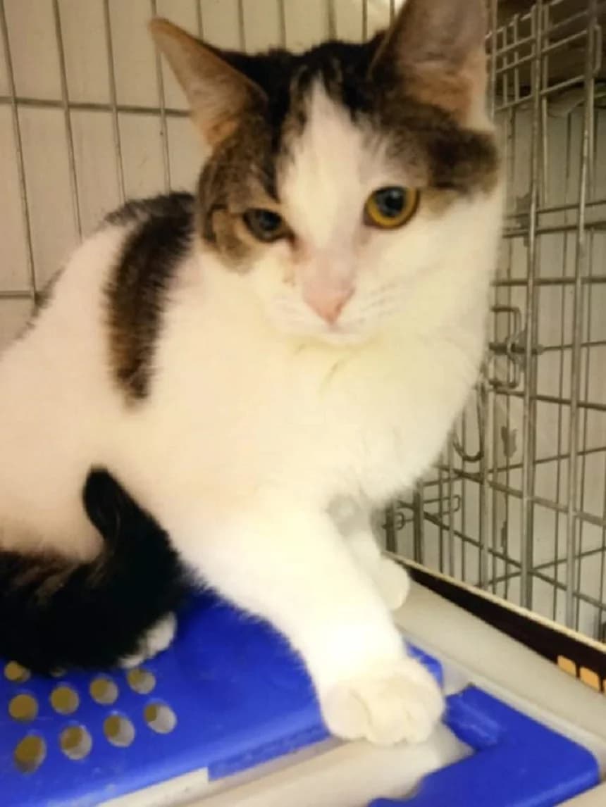 Brunda, male 5yo Mixed Breed for adoption at Pozor Kočka!