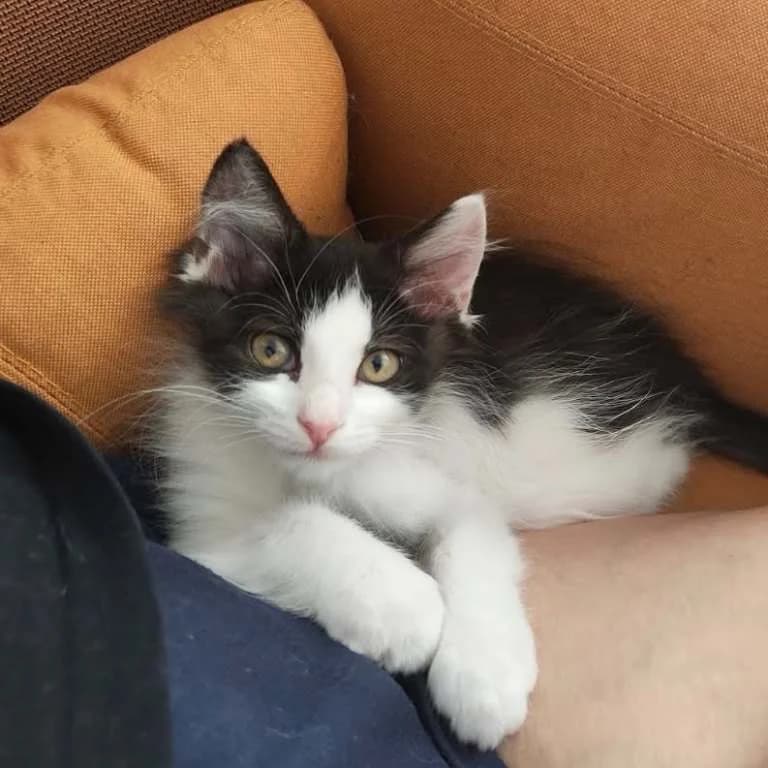 Odysseus, male puppy Mixed Breed for adoption at Pozor Kočka!