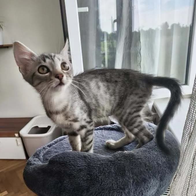 Perseus, male puppy Mixed Breed for adoption at Pozor Kočka!