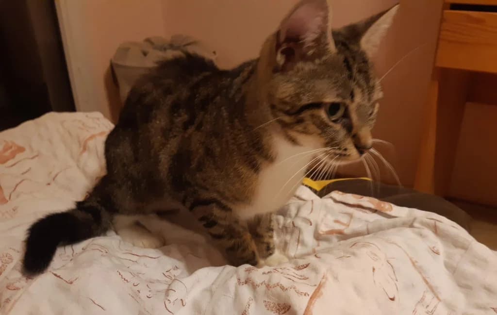 Pindruše, female 4yo Mixed Breed for adoption at Pozor Kočka!