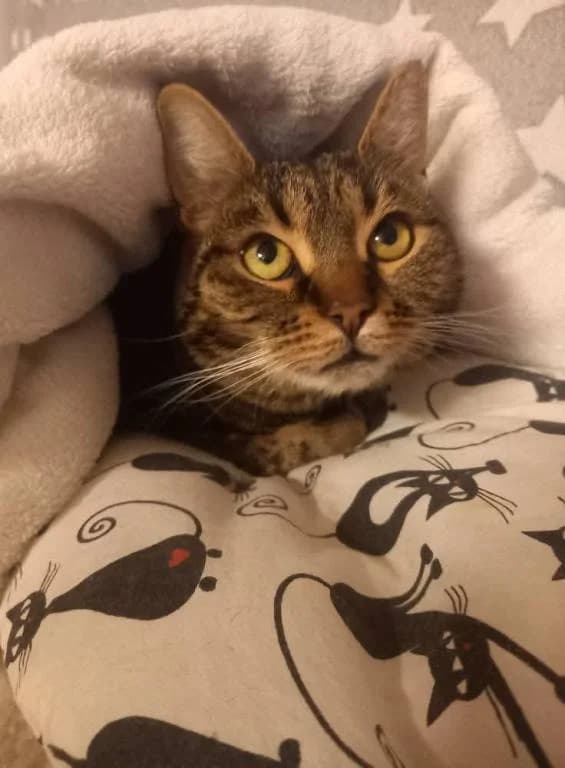 Škubánek, male 4yo Mixed Breed for adoption at Pozor Kočka!