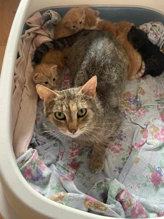 Terezka, female Mixed Breed for adoption at Pozor Kočka!