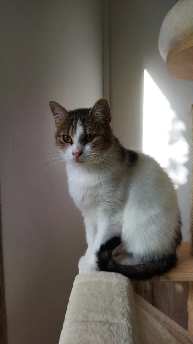 Valentýnka, female 6yo Mixed Breed for adoption at Pozor Kočka!