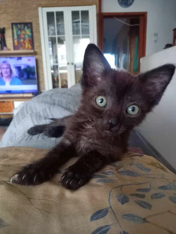 Vlastík, male young Mixed Breed for adoption at Pozor Kočka!