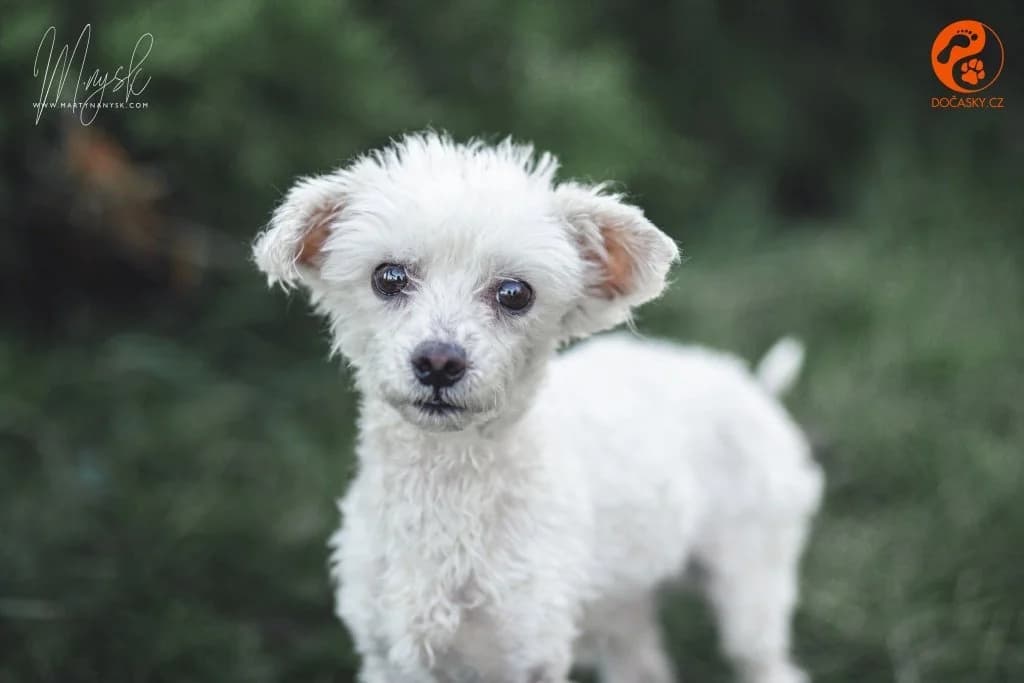 ROBIN von Dočasky,  senior Mixed Breed for adoption at Psí ostrov