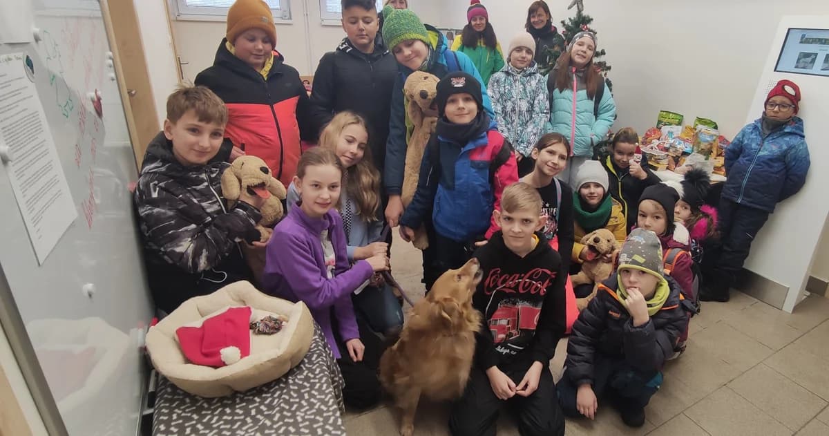 Poděkování ZŠ Rovniny z Hlučína,  Mixed Breed for adoption at Psí útulek — photo 3 of 5