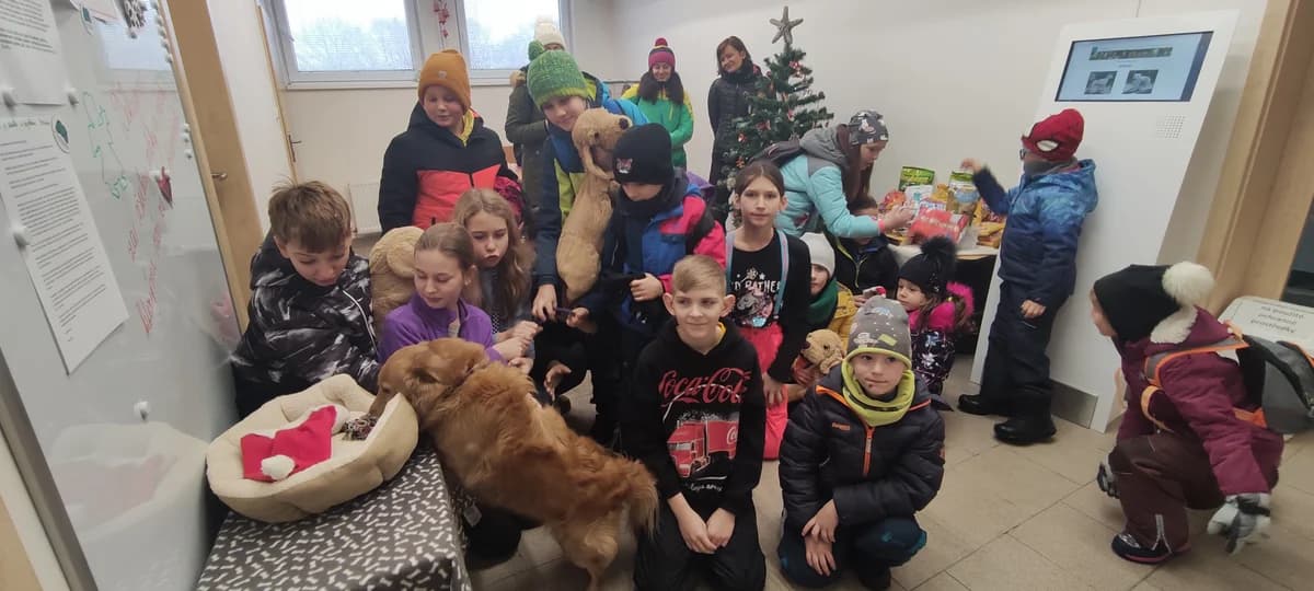 Poděkování ZŠ Rovniny z Hlučína,  Mixed Breed for adoption at Psí útulek — photo 4 of 5