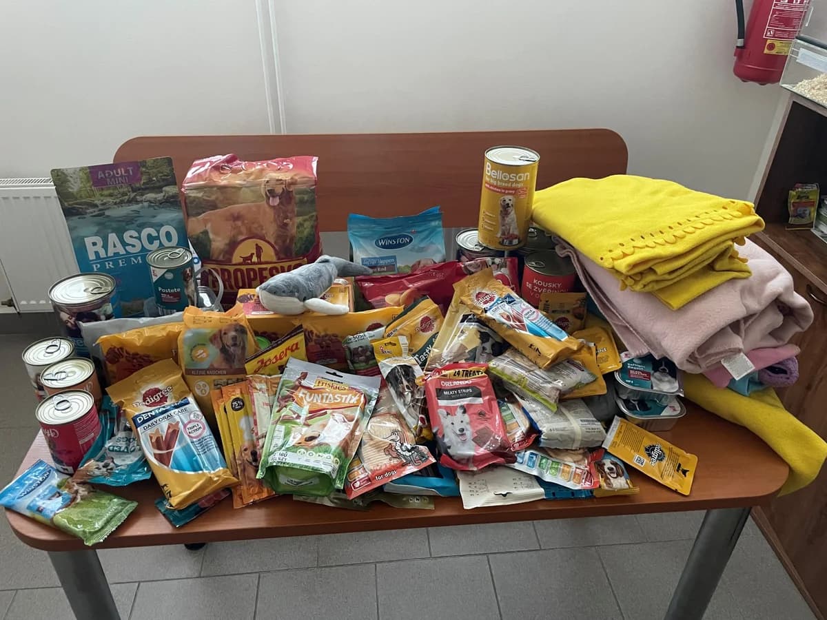 Poděkování ZŠ Generála Píky,  Mixed Breed for adoption at Psí útulek