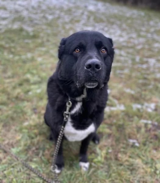 Jordi,  6yo Labrador Retriever for adoption at Psí útulek Bouchalka, Czech Republic