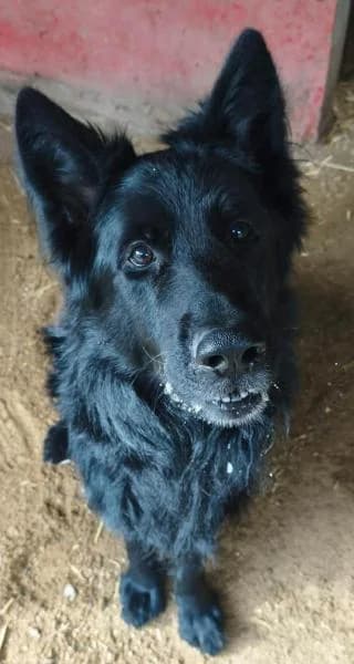 Rasty,  3yo Labrador Retriever for adoption at Psí útulek Bouchalka, Czech Republic