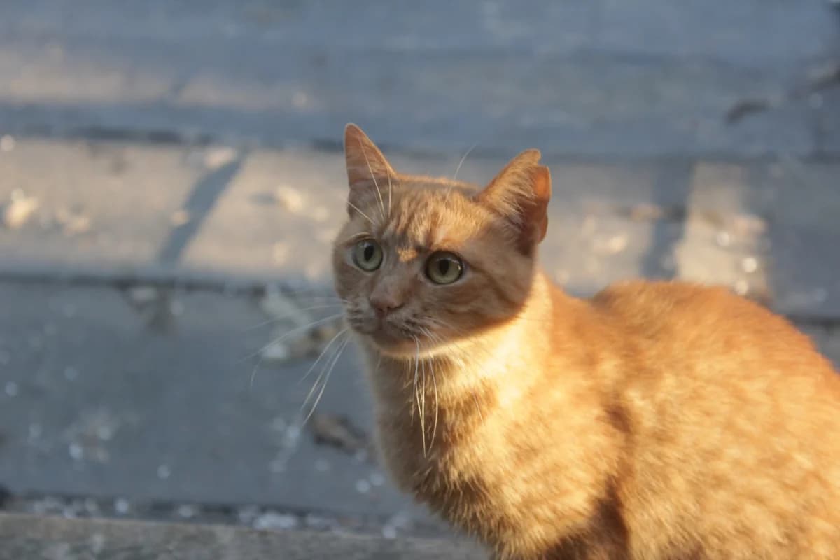 Abraham, female Mixed Breed for adoption at Útulek Kocour Felix (PSOZ)