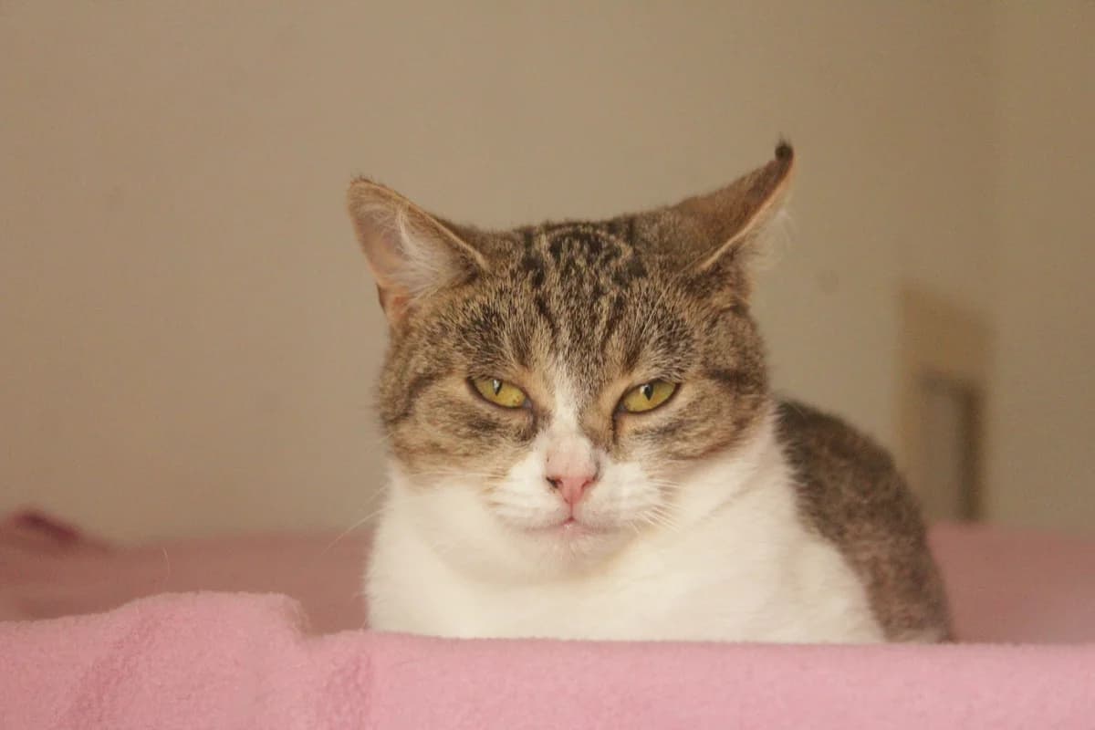 Amber, female Mixed Breed for adoption at Útulek Kocour Felix (PSOZ)
