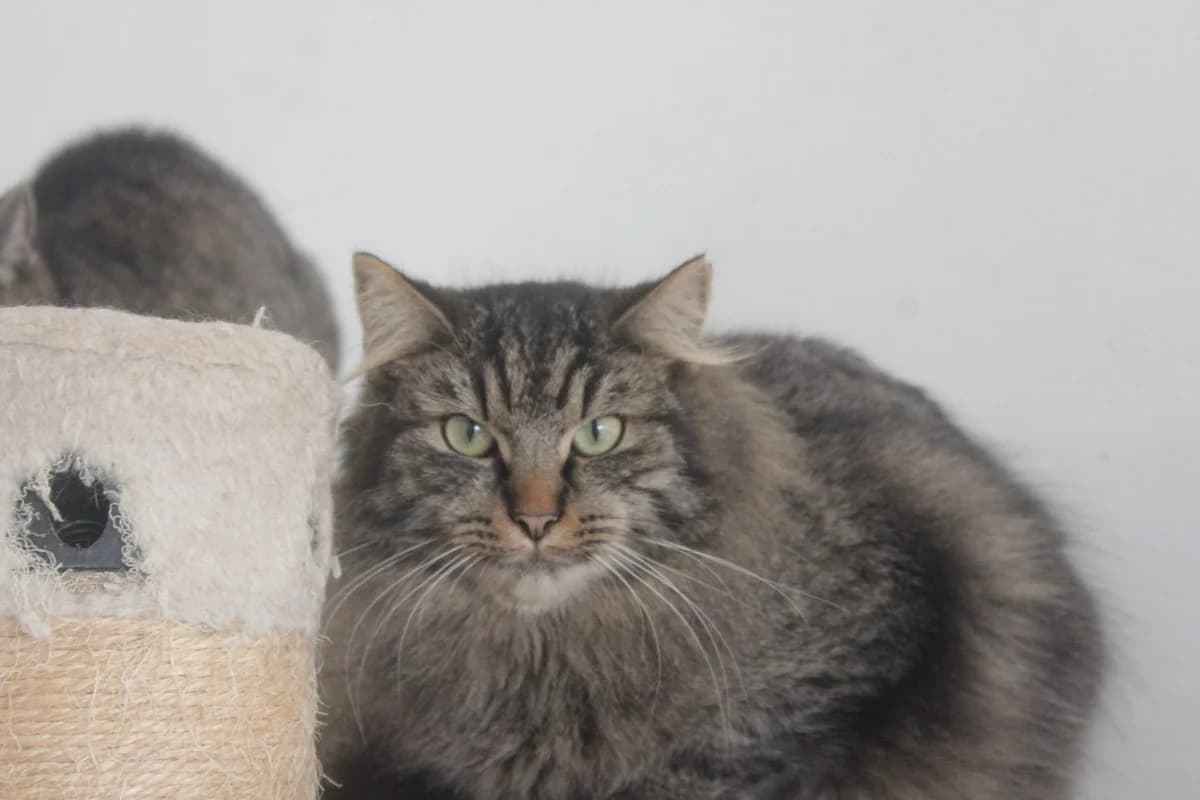 BERTÍK, Mixed Breed (Útulek Kocour Felix (PSOZ))