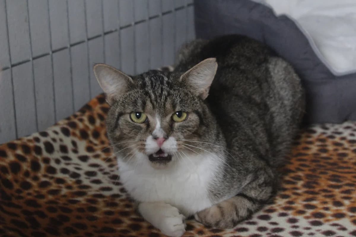 Cuddy, male Mixed Breed for adoption at Útulek Kocour Felix (PSOZ)