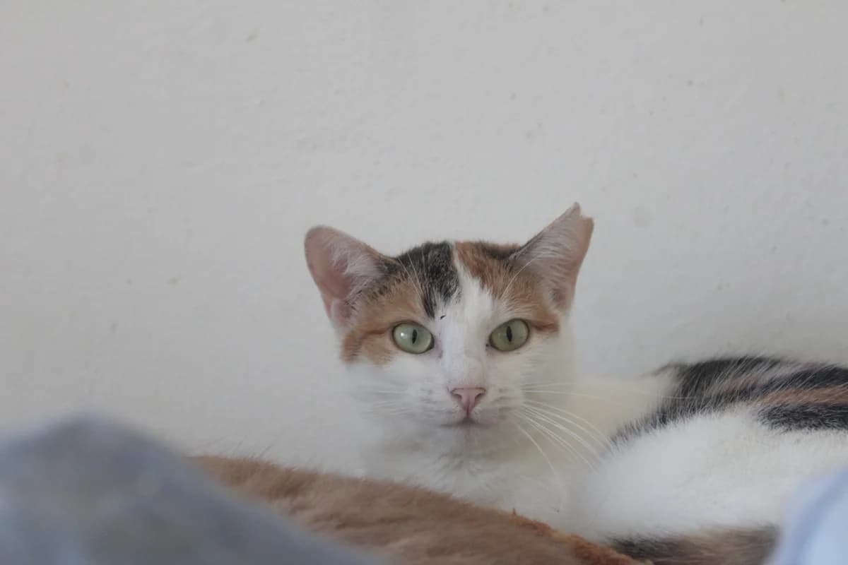 ELIŠKA, female Mixed Breed for adoption at Útulek Kocour Felix (PSOZ)