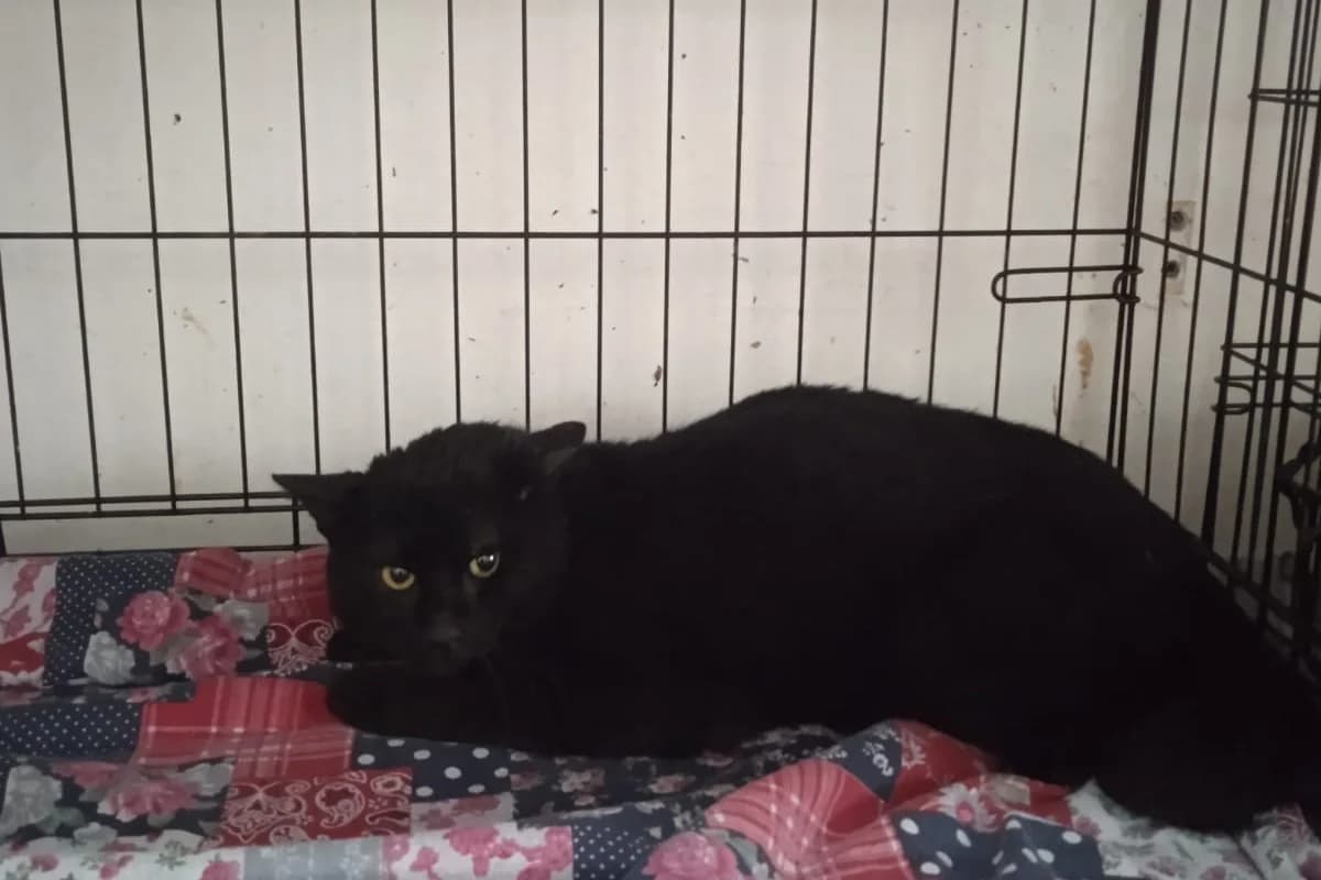 Joe, male Mixed Breed for adoption at Útulek Kocour Felix (PSOZ)