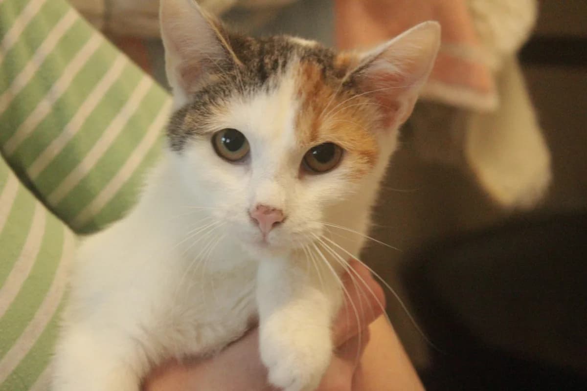 MÁŠA, female Mixed Breed for adoption at Útulek Kocour Felix (PSOZ)