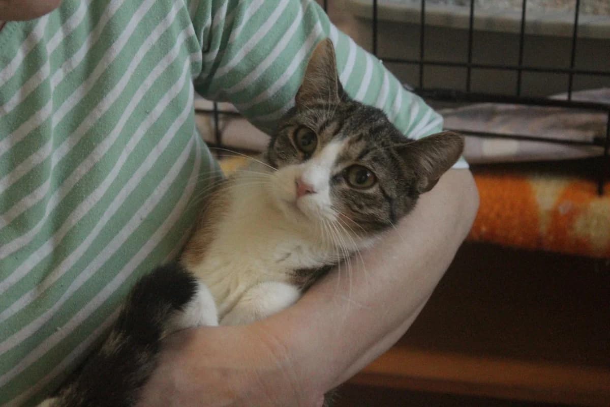 MÍŠA, female Mixed Breed for adoption at Útulek Kocour Felix (PSOZ)